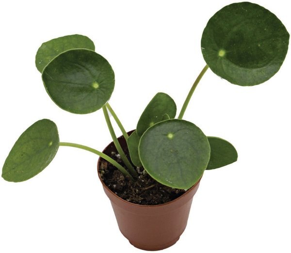 ReptiFauna Chinese Money Plant Tropical Reptile Plant, 2-in Pot