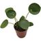 Show in main carousel: ReptiFauna Chinese Money Plant Tropical Reptile Plant, 2-in Pot slide 4 of 6