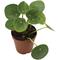 Show in main carousel: ReptiFauna Chinese Money Plant Tropical Reptile Plant, 2-in Pot slide 2 of 6