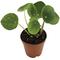 Show in main carousel: ReptiFauna Chinese Money Plant Tropical Reptile Plant, 2-in Pot slide 1 of 6