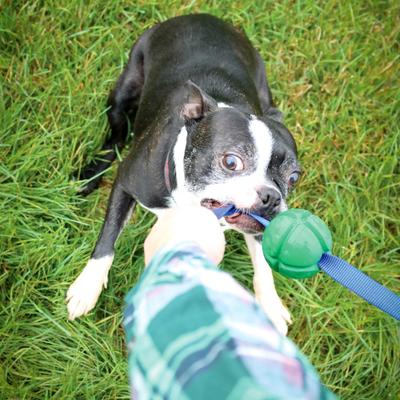 Show full view: PetKORE FloTek Tough Tug Dog Toy, Green, Medium slide 4 of 10