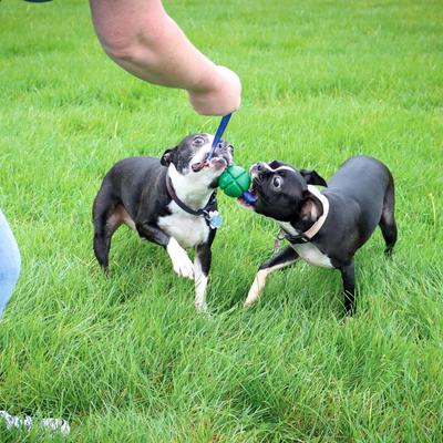 Show full view: PetKORE FloTek Tough Tug Dog Toy, Green, Medium slide 2 of 10