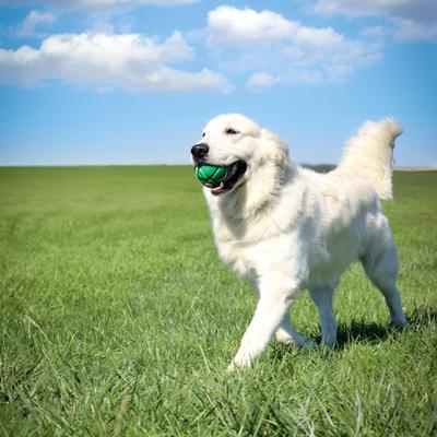 Show full view: PetKORE FloTek Tough Ball Dog Toy, Green, Medium slide 4 of 11