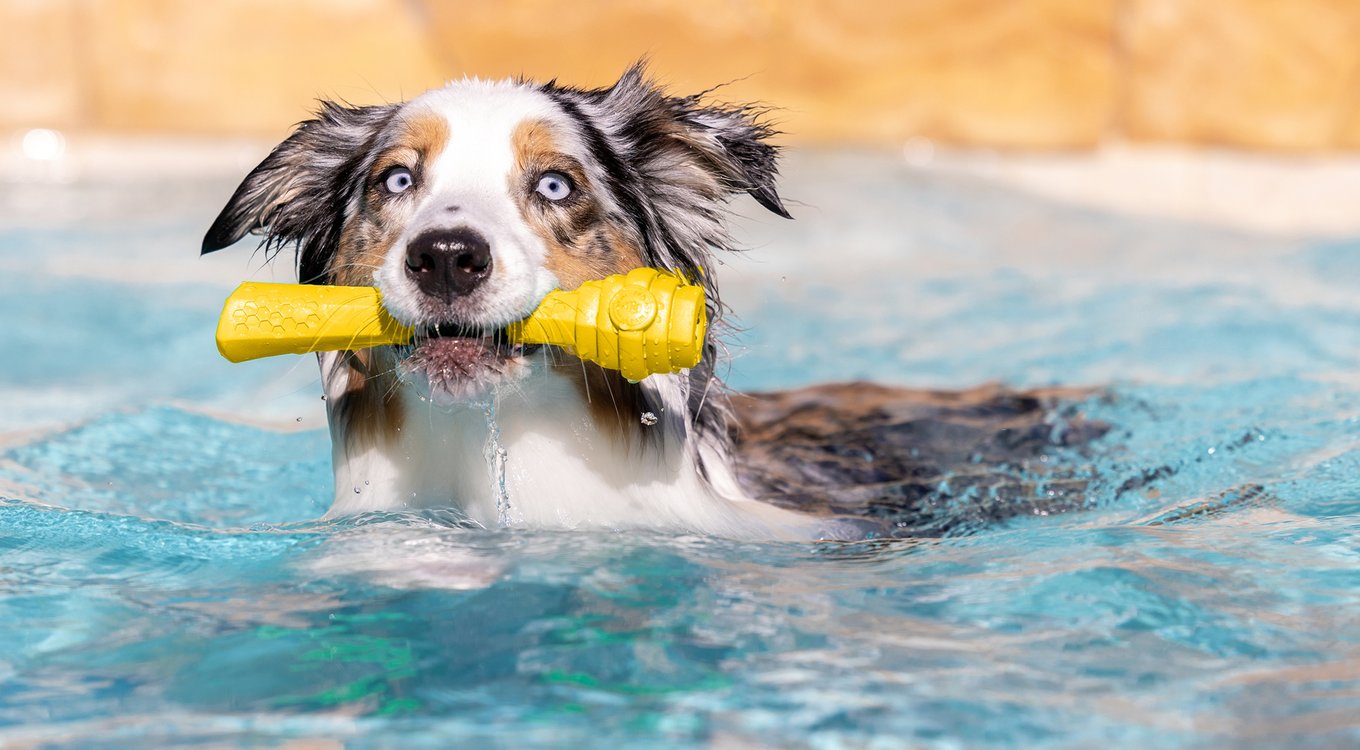 Fluffy Paws Pool Floatable Frisbee Dog Toy
