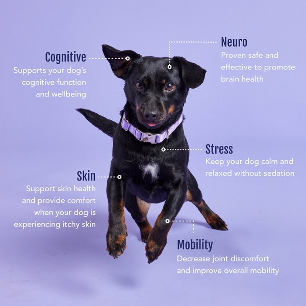 ElleVet Sciences Complete Spectrum Hemp Extract Soft Chews Health Supplement for Large Dogs