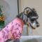 Show in main carousel: CuteBone Turtleneck Dog Pajamas, Pink, Medium slide 8 of 12