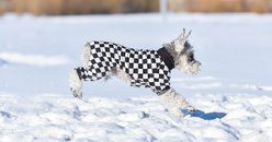 CuteBone Checkered Turtleneck Dog Pajamas, Black & White, Small slide 2 of 9