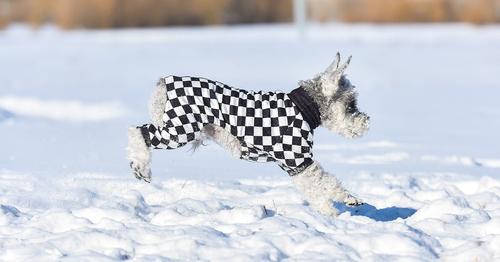 Show full view: CuteBone Checkered Turtleneck Dog Pajamas, Black & White, Small slide 9 of 12