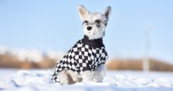 CuteBone Checkered Turtleneck Dog Pajamas, Black & White, Large slide 2 of 9