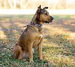 Country Brook Petz Be Mine Dog Leash, Black, Large: 6-ft long, 1-in wide slide 2 of 5