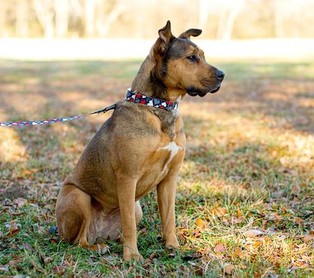 Show full view: Country Brook Petz Be Mine Dog Leash, Black, Large: 6-ft long, 1-in wide slide 3 of 5