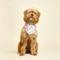 Show in main carousel: The Paws Bestie Dog Bandana, Pink, Small slide 4 of 6