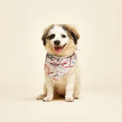 The Paws Bestie Dog Bandana, Pink, Small slide 2 of 4