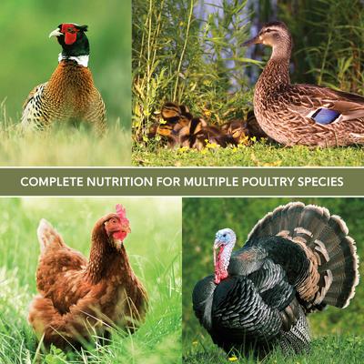 Show full view: Kent / Blue Seal Home Fresh Multi-Flock Chick N Game Starter Grower 22% Protein Poultry Food, 50-lb bag slide 4 of 9