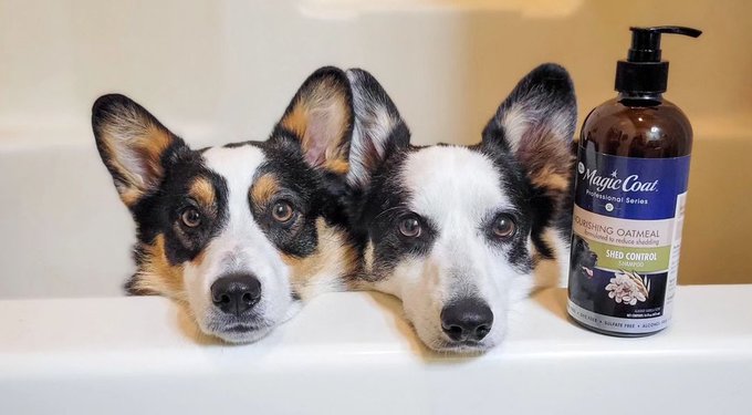 Wee-Wee Superior Performance Dog Pee Pads