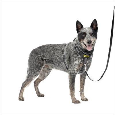 PetSafe PetSafe Easy Walk Comfort Reflective No Pull Dog Harness, Black, Medium: 24 to 34-in chest