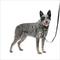 Show in main carousel: PetSafe Easy Walk Comfort Reflective No Pull Dog Harness, Black, Medium: 24 to 34-in chest slide 1 of 10