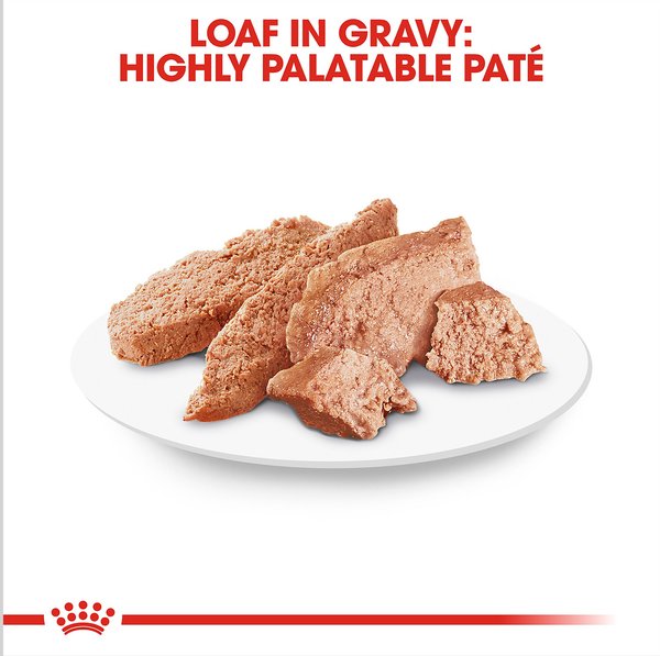 Royal Canin Breed Health Nutrition Dachshund Adult Loaf In Gravy Pouch Dog Food