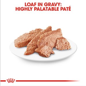 Royal Canin Breed Health Nutrition Chihuahua Adult Loaf In Sauce Dog Food, 3-oz, case of 24