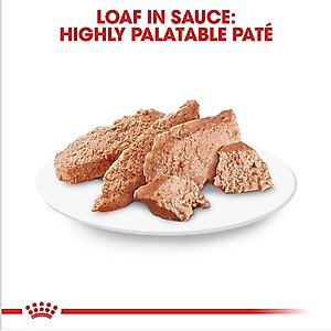Royal Canin Breed Health Nutrition Poodle Adult Loaf in Sauce Canned Dog Food, 3-oz can, case of 24