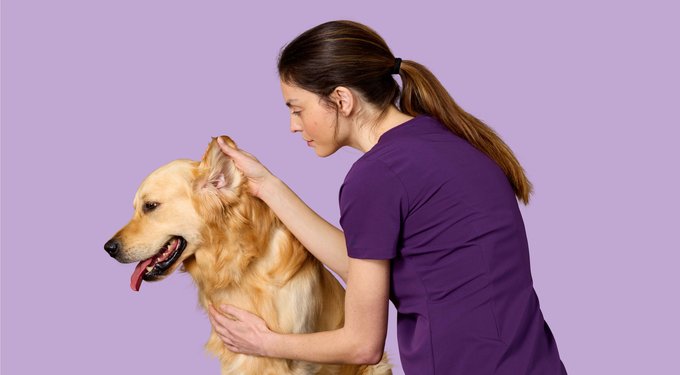 Zenrelia (ilunocitinib tablets) for Dogs