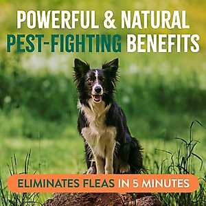 TropiClean Natural Flea & Tick Treatment Spray for Dogs, Citrus Scent, 16-fl oz bottle