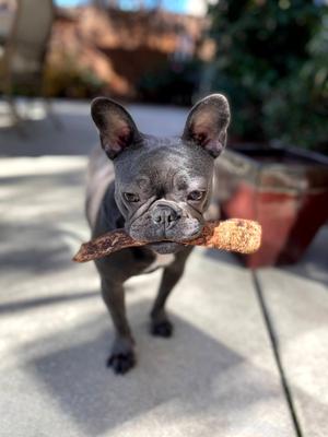 Show full view: Redbarn Naturals Bully Slices French Toast Flavor Beef Dog Treats, 9-oz bag slide 8 of 12