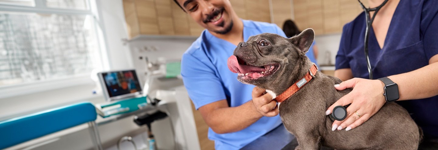 Two veterinary professionals examining a smiling dog