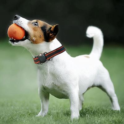 Show full view: Airpet Locator Tag with Collar Holder Silicone Dog Collar, Black, 8 to 10-in neck, 1-in wide slide 3 of 8