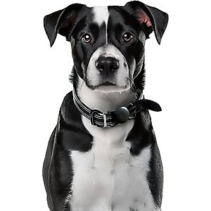 Airpet Locator Tag with Collar Holder Silicone Dog Collar, Black, 8 to 10-in neck, 1-in wide
