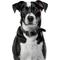 Show in main carousel: Airpet Locator Tag with Collar Holder Silicone Dog Collar, Black, 8 to 10-in neck, 1-in wide slide 2 of 8