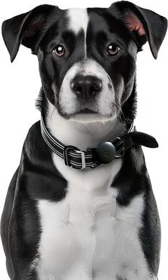 Show full view: Airpet Locator Tag with Collar Holder Silicone Dog Collar, Black, 8 to 10-in neck, 1-in wide slide 2 of 8
