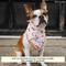 Show in main carousel: Lucy & Co. The Cheery Cherries Dog Bandana, Red, Large slide 2 of 6