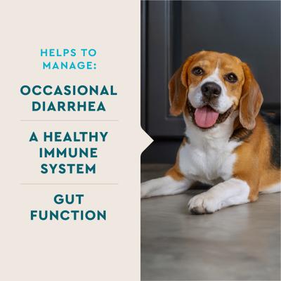 Show full view: VetIQ Chicken Flavored Probiotic Powder Supplement for Dogs & Puppies, 30 count slide 3 of 8