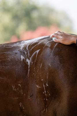 Show full view: Bex Bar Horse Shampoo, 3-oz bar, 3 count, Bergamot Breeze slide 3 of 6