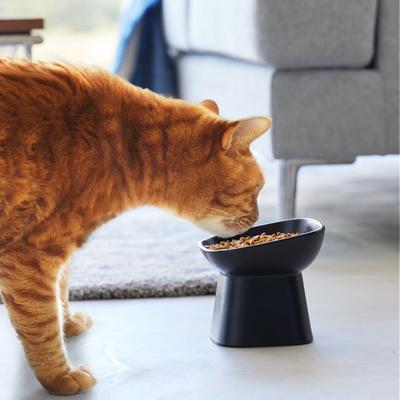Show full view: Yamazaki Home Tower Tilted Elevated Dog & Cat Bowl, 6.7-oz, Black slide 8 of 10