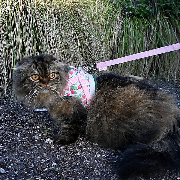 Show full view: Travel Cat Strawberry Shortcake x Travel Cat Harness & Leash Set, Medium slide 8 of 12