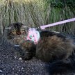 Show in main carousel: Travel Cat Strawberry Shortcake x Travel Cat Harness & Leash Set, Medium slide 8 of 12