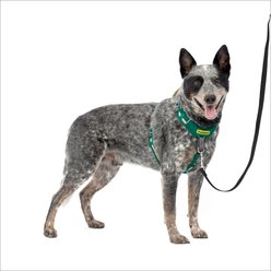PetSafe Easy Walk Comfort Reflective No Pull Dog Harness, Green, Medium: 24 to 34-in chest
