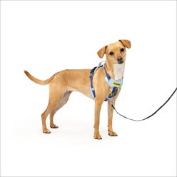 PetSafe Easy Walk Comfort Reflective No Pull Dog Harness, Blue, X-Small: 13 to 19-in chest