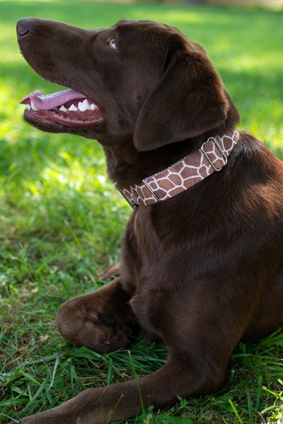 Country Brook Petz Giraffe Dog Leash, Brown