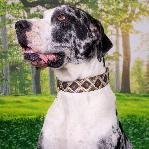 Country Brook Petz Premium Rattlesnake Dog Collar, Brown