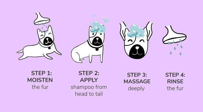 Step 1, moisten the fur. Step, apply shampoo from head to tail. Step 3, massage deeply. Step 4, rinse the fur.