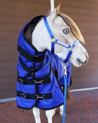 Star Point Horsemanship 1200 D RipStop Waterproof Horse Sheet, Royal, 52 to 54-in