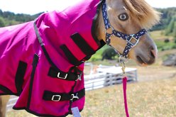 Star Point Horsemanship 1200 D RipStop Waterproof Horse Sheet, Raspberry, 38 to 40-in