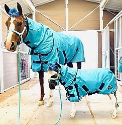 Star Point Horsemanship 1200 D RipStop Waterproof Horse Sheet, Teal, 48 to 50-in
