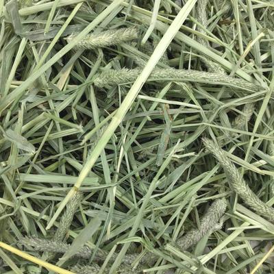 Show full view: Oxbow Animal Health Western Timothy Hay All Natural Hay for Rabbits, Guinea Pigs, Chinchillas, Hamsters & Gerbils, 40-lb bag Bulk Size slide 2 of 12