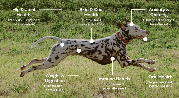 Maev Chicken Formula Supplemented for Anxiety & Calming Human-Grade Raw Dog Food