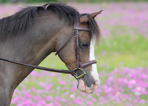 Show full view: M. Toulouse Pony D Curved Mouth Hunter Horse D-Bit with Lozenge, 4 1/2-in slide 2 of 2