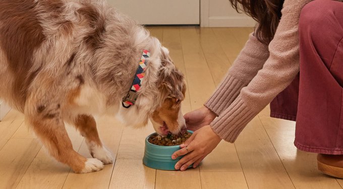 Wellness Grain-Free Complete Health Small Breed Adult Deboned Turkey, Chicken Meal & Salmon Meal Recipe Dry Dog Food